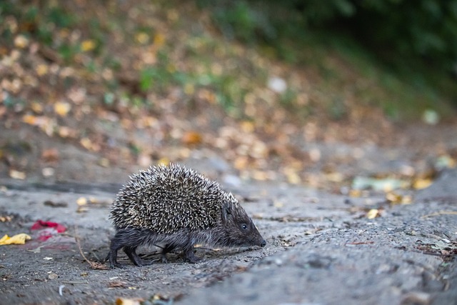 塞维利亚主席：我们将和贝蒂斯修复关系，建立一套沟通交流的框架.