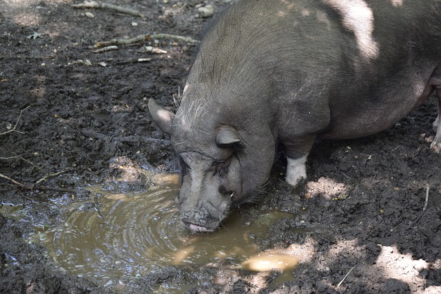 上从转会之 上从转会之